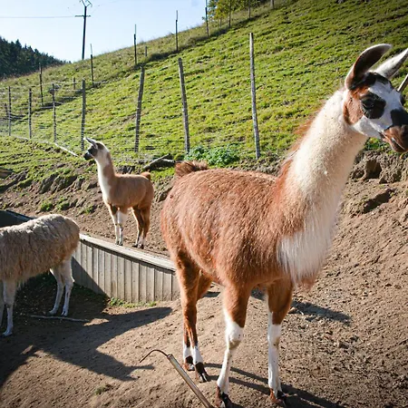 Logis Restaurant La Petite Alsace Hotel 3*