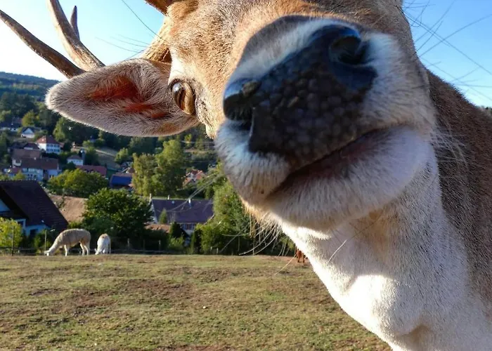 Logis Restaurant La Petite Alsace 3* Le Hohwald