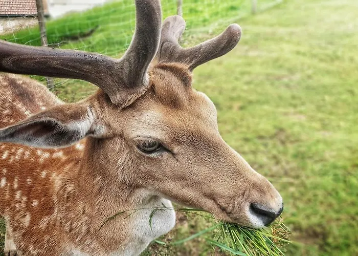 Logis Restaurant La Petite Alsace Le Hohwald