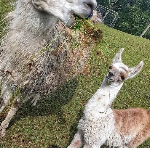 Logis Restaurant La Petite Alsace Hotel