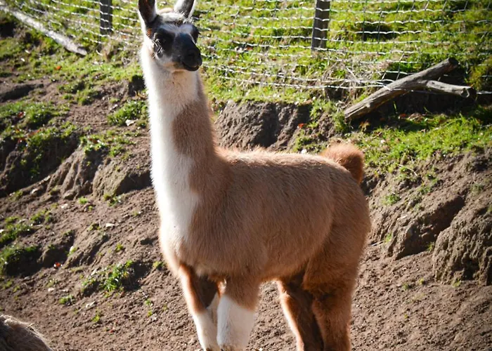 Logis Restaurant La Petite Alsace