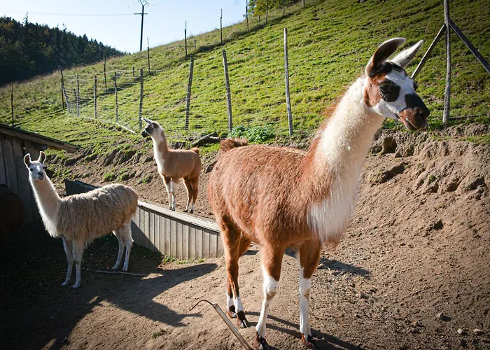 Logis Restaurant La Petite Alsace Hotel 3*