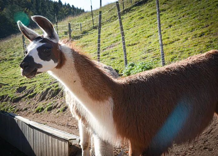 Hotel Logis Restaurant La Petite Alsace Le Hohwald