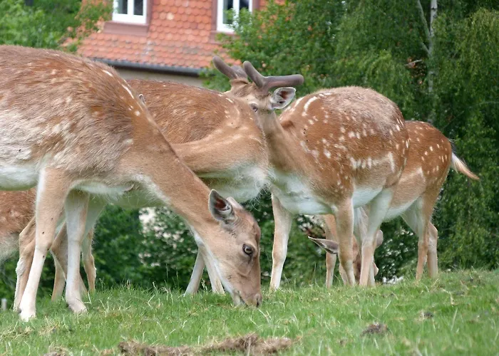 Logis Restaurant La Petite Alsace 3*